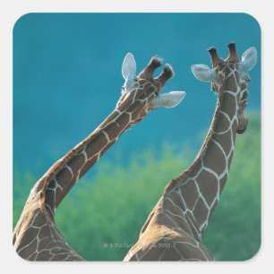 Adesivo Quadrado Dois girafas (camelopardalis do Giraffa)