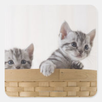 Dois Kittens de Shorthair Americanos