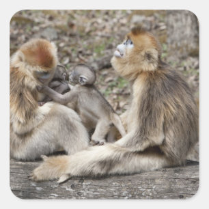 Adesivo Quadrado Dois macacos dourados fêmeas com neonatos