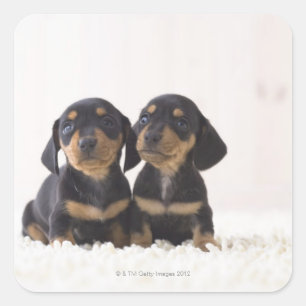 Adesivo Quadrado Dois Mini Dachshund Sentados