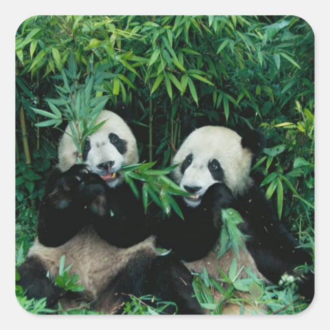 Adesivo Quadrado Dois pandas comendo bambu juntos, Wolong (Frente)