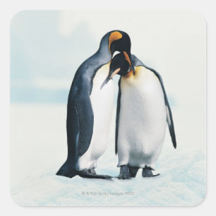 Adesivo Quadrado Dois pinguins afectuosos