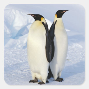 Adesivo Quadrado Dois pinguins de imperador na Antártica