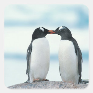 Adesivo Quadrado Dois pinguins que tocam nos bicos