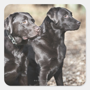 Adesivo Quadrado Dois retrievers de Labrador pretos