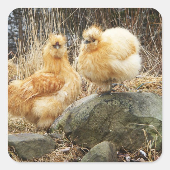 Adesivo Quadrado Dois Silkie Chickens Sticker (Frente)