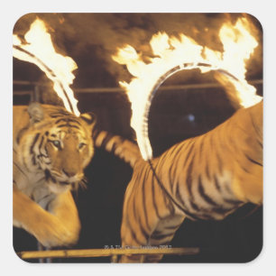 Adesivo Quadrado Dois tigres que pulam através dos anéis de fogo