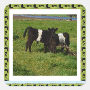 Adesivo Quadrado Dois Vitelos Cinturados Galloway Enquadrados,