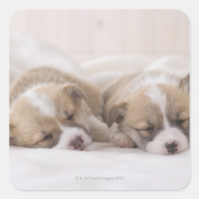 Adesivo Quadrado Dois Welsh Corgi Dormindo (Frente)