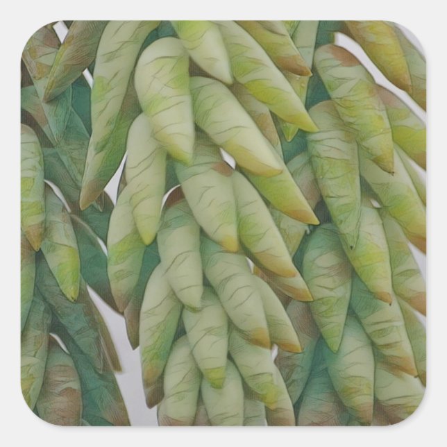 Adesivo Quadrado Donkey Tail Succulent (Frente)