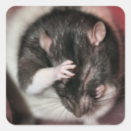 Adesivo Quadrado Dor de cabeça!