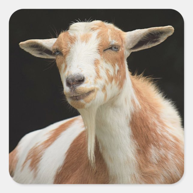 Adesivo Quadrado Dottie Stickers (Frente)