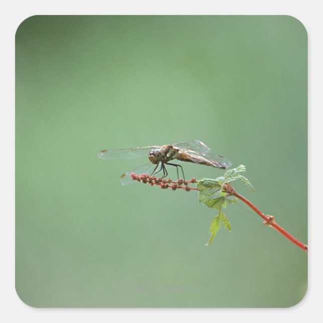 Adesivo Quadrado Dragonfly 6 (Frente)