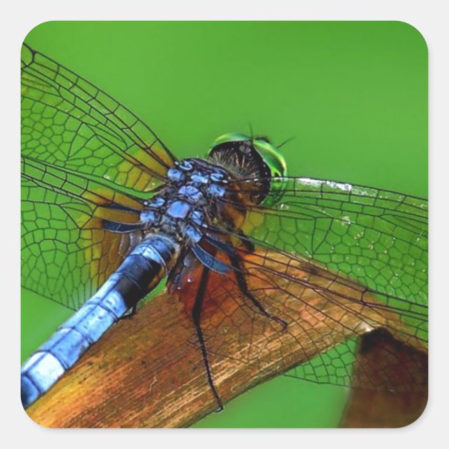 Adesivo Quadrado Dragonfly Azul (Frente)