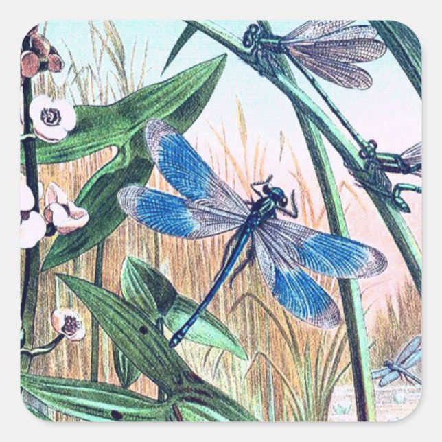 Adesivo Quadrado Dragonfly Azul na ilustração da safra da lagoa (Frente)