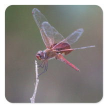 Dragonfly Red Saddlebags Masculinos