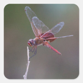 Adesivo Quadrado Dragonfly Red Saddlebags Masculinos