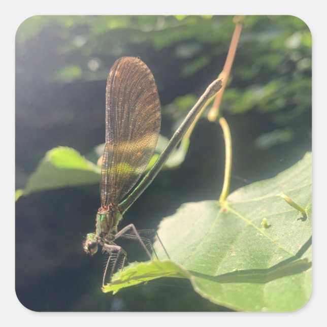 Adesivo Quadrado Dragonfly Sticker (Frente)