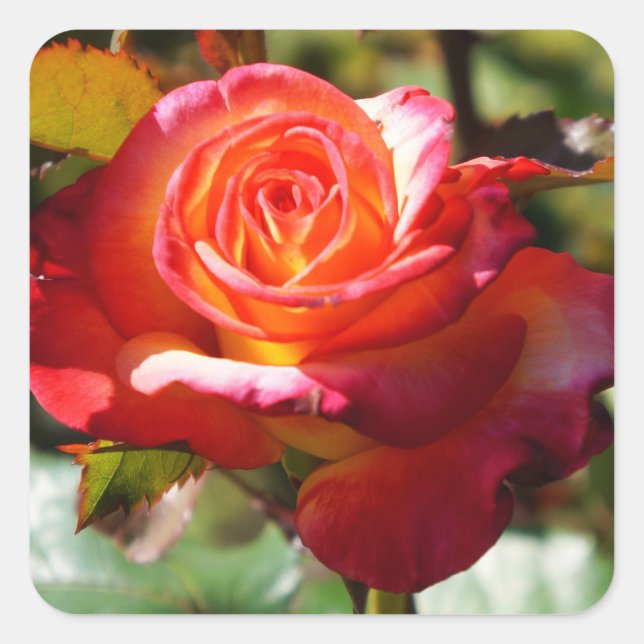 Adesivo Quadrado Dream come True Rosa nº 2 Stickers (Frente)