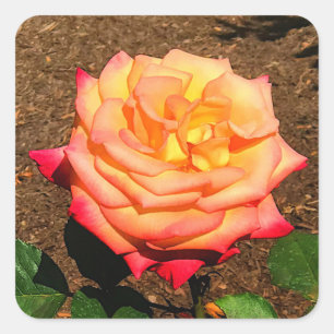 Adesivo Quadrado Dream come True Rosa nº 2 Stickers