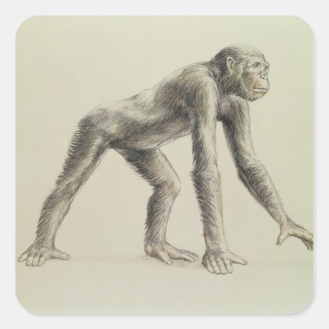 Adesivo Quadrado Dryopithecus Africanus (Frente)