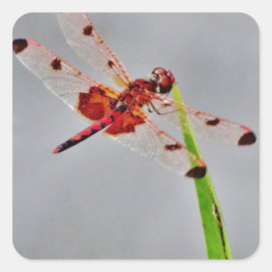 ADESIVO QUADRADO DSC00029.JPG