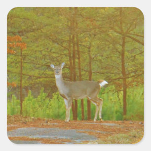 ADESIVO QUADRADO DSCF4041.JPG