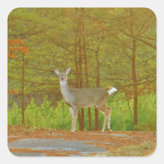 ADESIVO QUADRADO DSCF4041.JPG