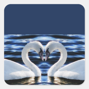 Adesivo Quadrado Duas cisnes
