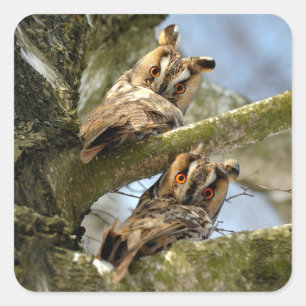 Adesivo Quadrado Duas Corujas nos Bosques, pássaros, vida selvagem 