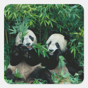 Adesivo Quadrado Duas pandas que comem o bambu junto, Wolong, 2