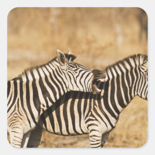 Adesivo Quadrado Duas zebras de pé na grama