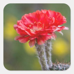 Adesivo Quadrado dueto de Firelight