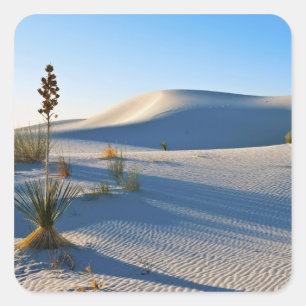 Adesivo Quadrado Dunas Transversais, Yucca, Luz da Manhã Cedo