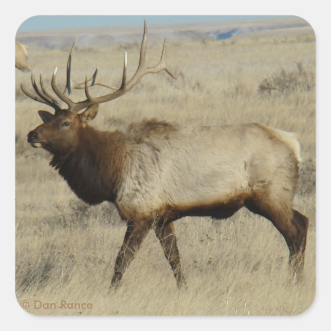 Adesivo Quadrado E55 Bull Elk (Frente)