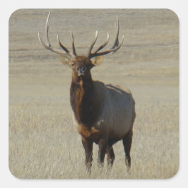 Adesivo Quadrado E59 Bull Elk Huge Bull