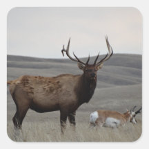 E63 Bull Elk e Pronghorn Antelope