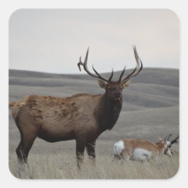Adesivo Quadrado E63 Bull Elk e Pronghorn Antelope