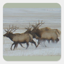 E64 Alce Touro Correndo