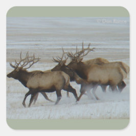 Adesivo Quadrado E64 Bull Elk Running