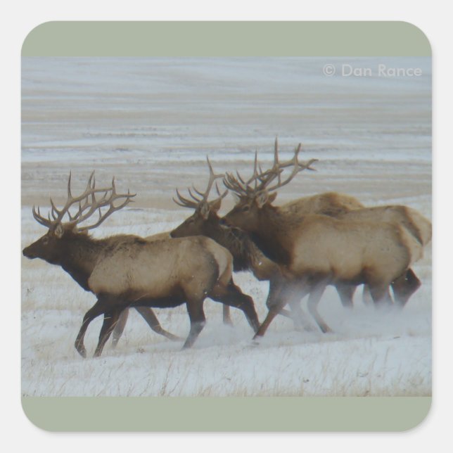 Adesivo Quadrado E64 Bull Elk Running (Frente)