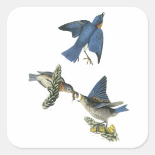 Adesivo Quadrado East Bluebird, John Audubon