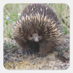 Adesivo Quadrado Echidna bonito de Austrália