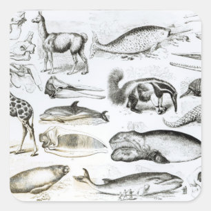 Adesivo Quadrado Edentata do cetáceos