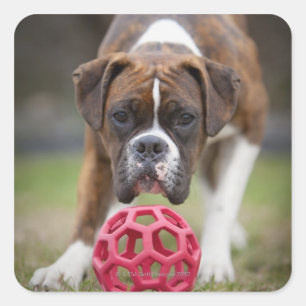 Adesivo Quadrado edmonton Alberta Canadá