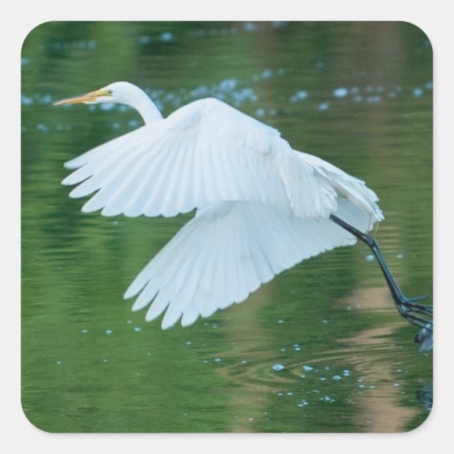 Adesivo Quadrado Egret Branco do excelente (Frente)