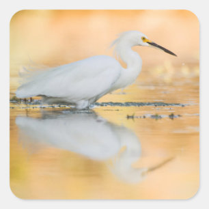 Adesivo Quadrado Egret quando o sol se pôr