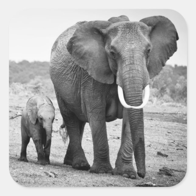 Adesivo Quadrado Elefante Africano e Vitelos | Quénia, África (Frente)