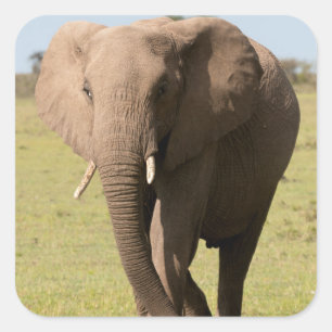 Adesivo Quadrado Elefante Africano (Loxodonta Africana), Maasai