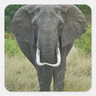 Adesivo Quadrado Elefante-africano loxodonta, Masai Mara Game